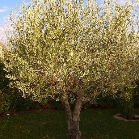 Les Trois Oliviers Bed & Breakfast 3*