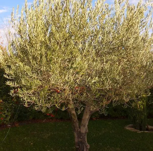 Les Trois Oliviers Bed and Breakfast 3*